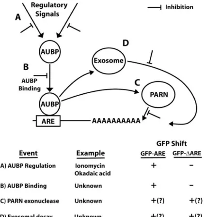 Figure 6. Overview of the steps in mRNA decay. (A) Regulatory signals act on the AUBP to determine binding ability and hence stability/decay of the target transcript; (B) Binding of the AUBP to the ARE; (C) Deadenylation of the poly(A) tail by poly(A) ribo