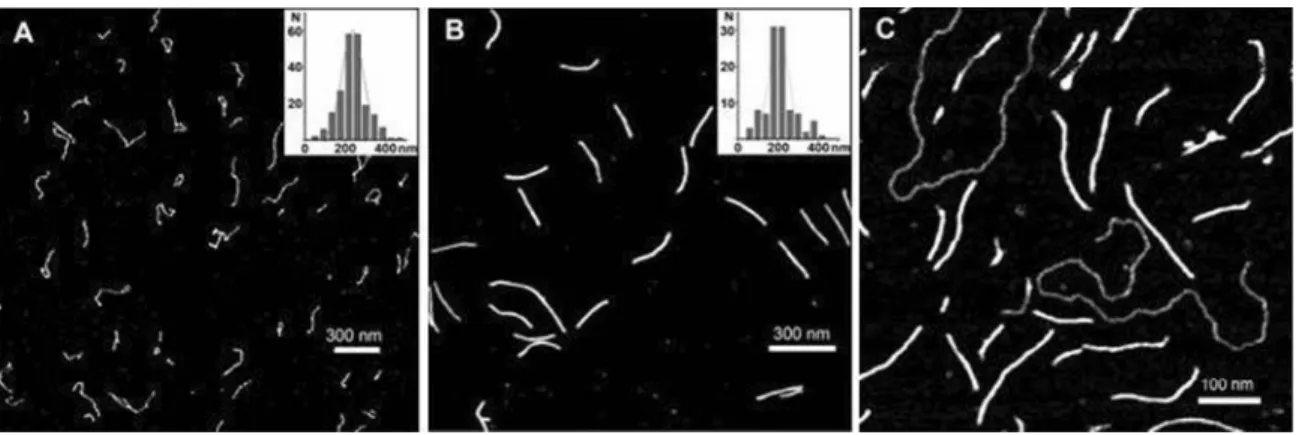 Figure 3. Mobility of poly(dG)–poly(dC) and poly(dG–dG)–poly(dC) mole- mole-cules. Electrophoresis of the molecules in 1% agarose gel (see ‘Materials and Methods’): molecular weights of 100 bp DNA-Ladder (lane 1) are indicated by left side arrows; poly(dG)