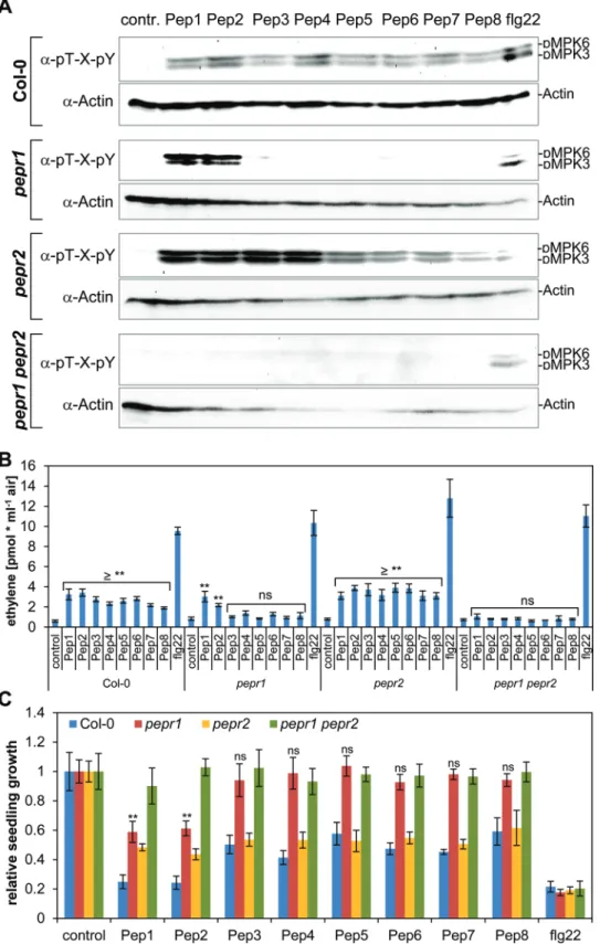 Fig. 6.  Defence responses activated by all eight AtPeps and both PEPRs. (A) MAPK phosphorylation