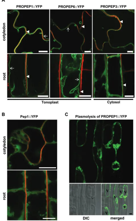 Fig. 4.  Subcellular localization of PROPEP::YFP fusion proteins. (A, B) Confocal micrographs of Arabidopsis transgenic lines, expressing  PROPEP::YFP (A) and Pep1::YFP (B) fusion proteins as indicated under the control of the cauliflower mosaic virus 35S 