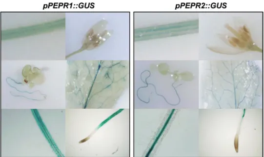 Fig. 5.  Overlapping expression patterns of PEPR1 and -2 promoter–GUS lines. Putative promoter sequences of PEPR1 and -2 were  fused to GUS and stably introduced into Arabidopsis plants