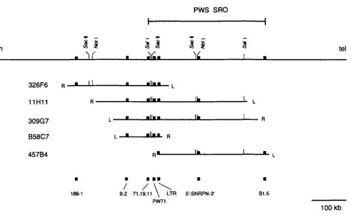 Figure 2. Restriction map of the PWS SRO. The restriction map was constructed from the data shown in table 1