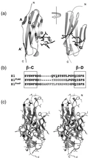 Fig. 1. The Z1 domain. (a) Crystal structure of Z1. Secondary structure elements are labelled