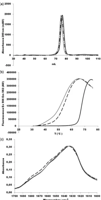 Fig. 2. Z1 fold stability. (a) Size-exclusion chromatograms in 50 mM Tris-HCl pH 7.4, 100 mM NaCl at sample concentrations of  5 mg/ml.