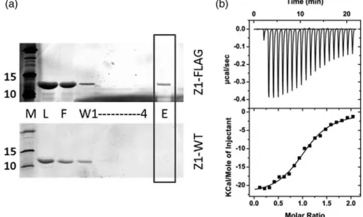 Fig. 5. Molecular binding properties of Z1 FLAG . (a) Pull-down assay using anti-FLAG M2 affinity gel