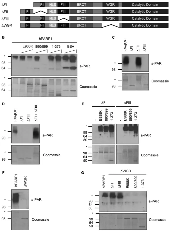 Figure 5. PARP1 forms a catalytic dimer which requires at least one functional FI and FIII domain for activity