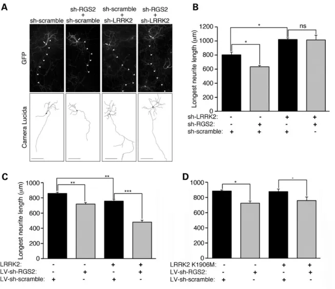 Figure 7. Silencing of RGS2 induces neurite shortening in a LRRK2-dependent manner and has a kinase-dependent synergistic effect on LRRK2-induced neurite retraction