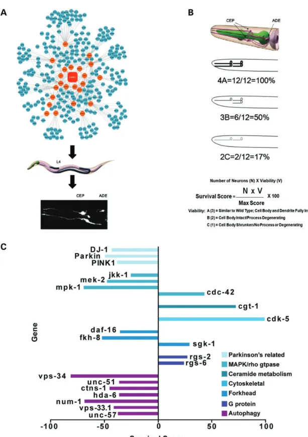 Figure 2. Validation of LRRK2 network interactors. (A) RNAi targeted to the putative LRRK2 interactors were fed to WT LRRK2 expressing C