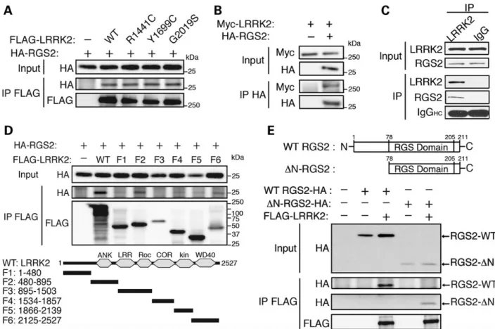 Figure 4. Interaction of LRRK2 with RGS2 in mammalian cells and in vivo. (A) Overexpressed HA-RGS2 interacts with WT and mutant (R1441C and G2019S) FLAG-LRRK2, following IP with anti-FLAG antibody from HEK293T cells