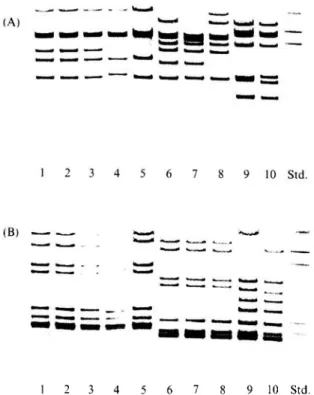 Fig. 1. Pvull ribosomal RNA profiles of representative isolates of Yersinia enterocolitica biogroups