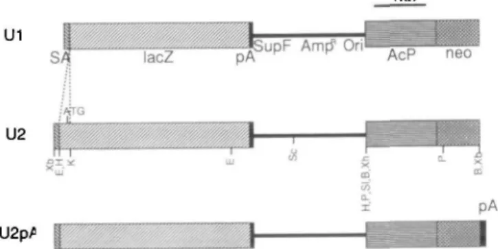 Fig. 1. Construction of gene-trap vectors Ul, U2, and U2pA.