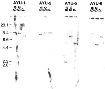 Fig. 2. Southern blot analysis of the genome of four trapped ES cell lines. Genomic DNAs (10//g) from each line were digested with Sacl, Seal, or Pstl, run on agarose gels, blotted, and hybridized to lacZ probe