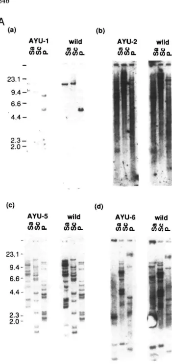 Fig. 3. (A) Southern blot analysis of the four trapped ES clones and normal ES cells. Genomic DNAs (10 //g) were digested with SacI, Seal, and Pstl, run on agarose gels, blotted, and hybridized with each rescued genomic fragment flanking the 6'-ends of the