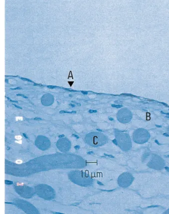 Fig. 1. Formation of fibroblast-polymer structure. Scanning electron microscopy demonstrates the formation of a continuous fibroblast tissue.
