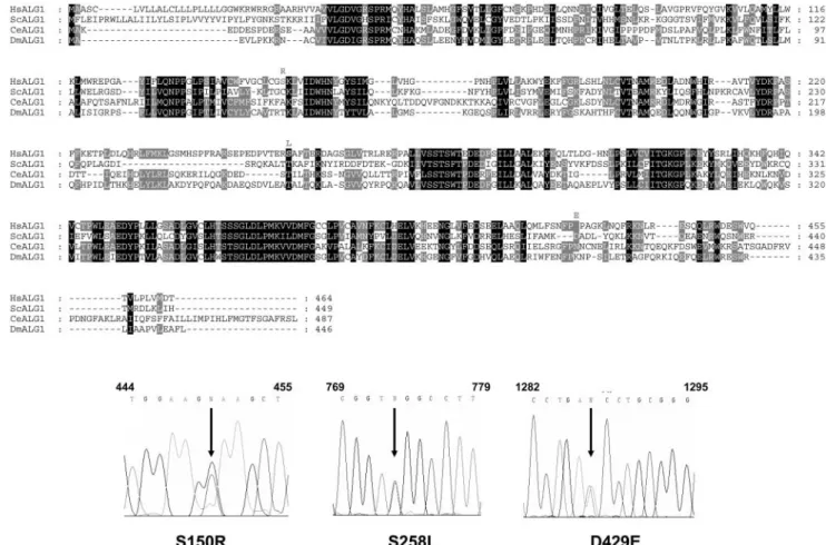 Figure 4. ALG1 protein sequence comparison. Amino acid sequences of ALG1 proteins from Homo sapiens (HsALG1), S
