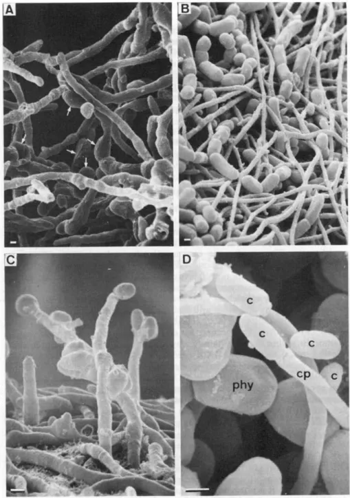 FIG. 3. SEM of growth pattern and conidium formation in axenically cultured Coniocybe furfur-acea