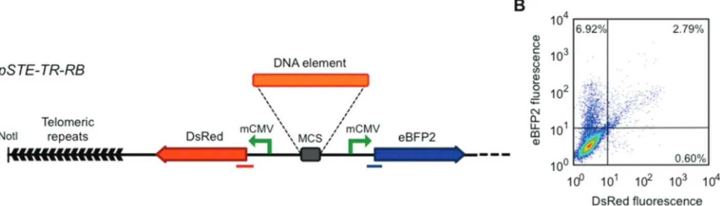 Figure 1. A dual reporter system for the study of epigenetic regulators at human telomeres