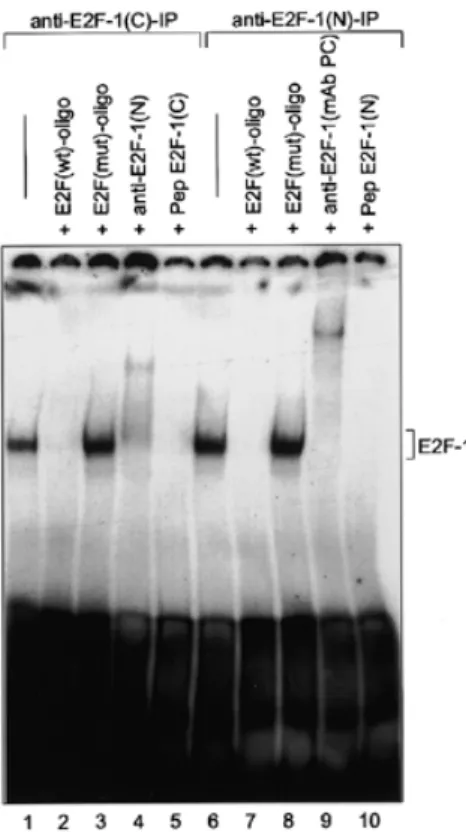Figure 1. Measurement of endogenous E2F-1 DNA binding activity. T98G cells were growth arrested by serum deprivation and stimulated to re-enter the cell cycle by serum addition