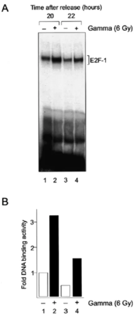 Figure 3. Activation of E2F-1 DNA binding function by γ-irradiation.