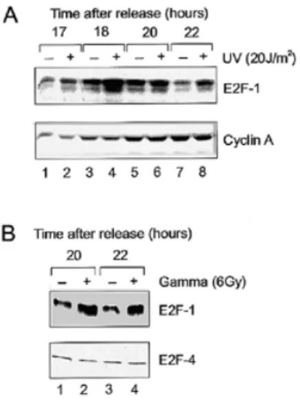 Figure 4. DNA damage-induced increase in E2F-1 protein levels. (A and B) Aliquots of whole cell extracts of T98G cells analyzed in Figures 2B and 3A for E2F-1 DNA binding activity were subjected to immunoblot analysis using either anti-E2F-1 mAb PC (upper 