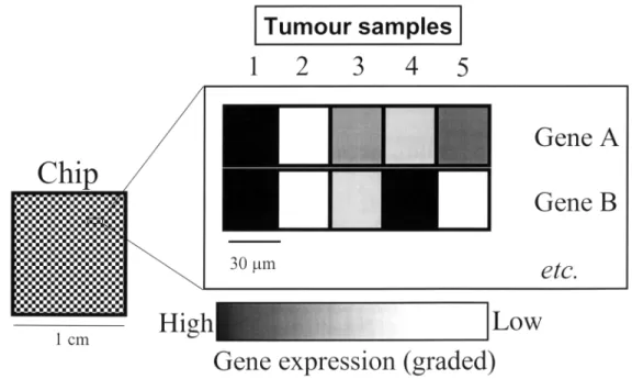 Figure 1. The principle of cDNA microarray gene expression analysis in tumours. Schematic representation of a DNA microchip
