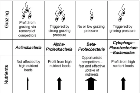 Fig. 5. Schematic depiction of the synergistic effects of bottom-up and top-down factors inducing the dominance of bacterial clades in Piburger See.