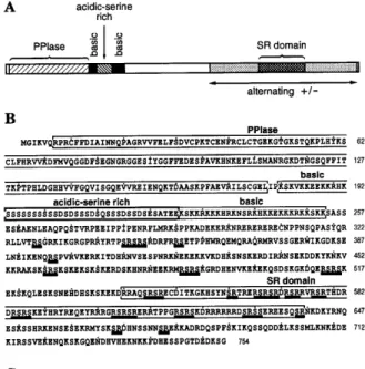 Figure 1. Sequence analysis of human SRcyp. (A) Schematic drawing of the domains of SRcyp