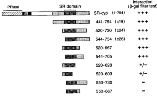 Figure 2. Mapping of the CTD interaction domain of SRcyp with SRcyp mutants in a GAL–CTD two-hybrid assay