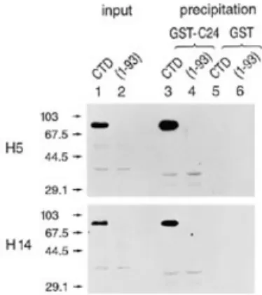 Figure 3. The mammalian CTD fused to the GAL4 DNA binding domain is phosphorylated in yeast