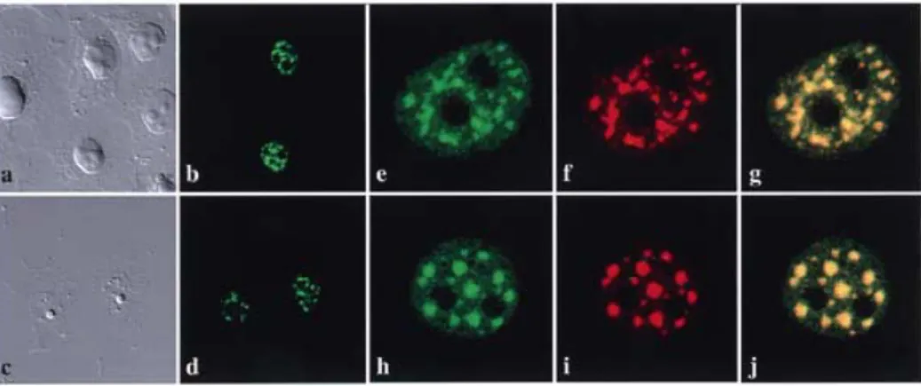 Figure 5. Nuclear localization of SRcyp and its co-localization with the splicing factor SC35