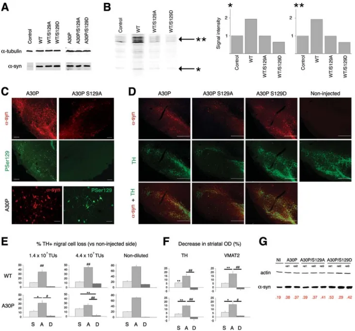 Figure 1. S129A mutation markedly enhances a-syn toxicity, whereas it is hindered by S129D mutation, in rats expressing the transgene at a level comparable to that of the endogenous protein