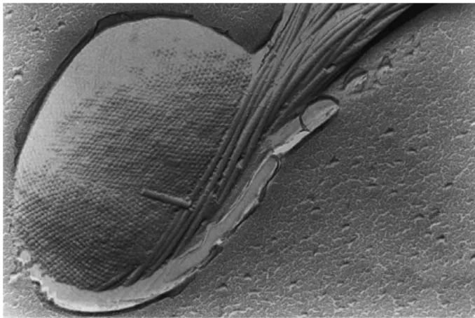Fig. 1. Freeze-etched scanning electron microscopy image of the surface of a Pyrodictium cell (from Rachel et al., 1997).