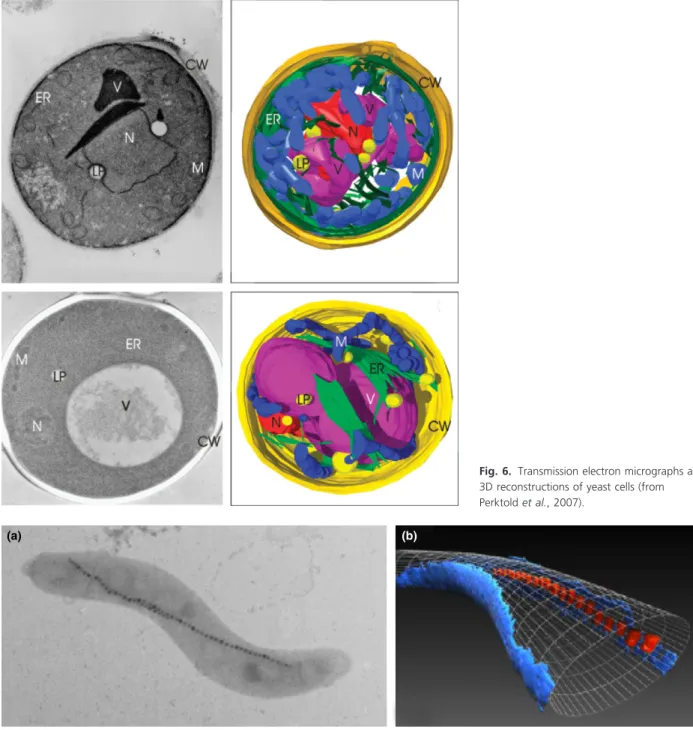 Fig. 6. Transmission electron micrographs and 3D reconstructions of yeast cells (from Perktold et al., 2007).