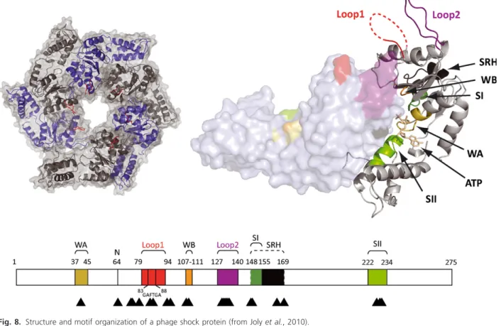 Fig. 9. Circular mitochondrial genome of Rhizoctonia solani (from Losada et al., 2014).