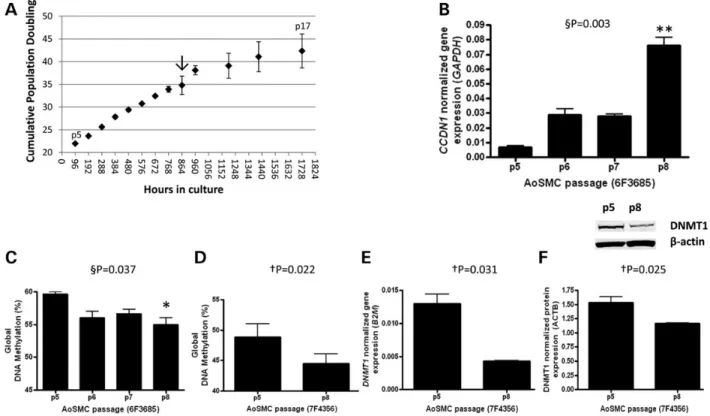 Figure 1.Proliferating aortic SMCs exhibit early molecular signs of senescence. (A) Aortic SMCs were grown in culture in triplicate under proliferating conditions and passaged when cells reached 80% confluence