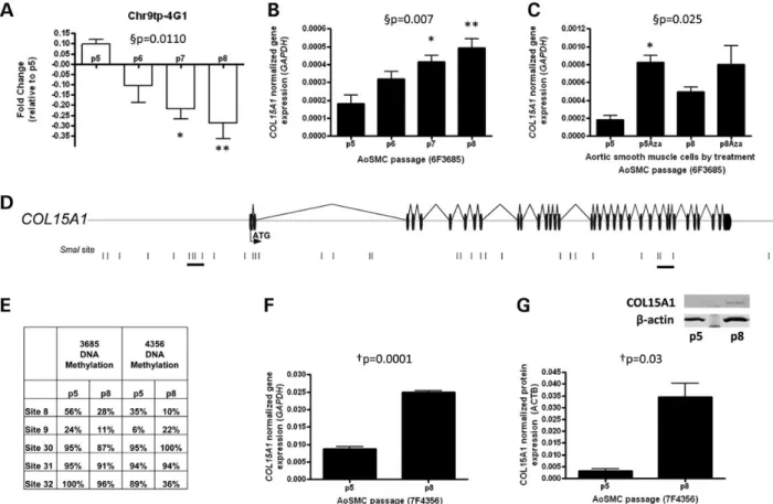 Figure 2. Identification of COL15A1 as a gene that is epigenetically regulated in smooth muscle replicative aging