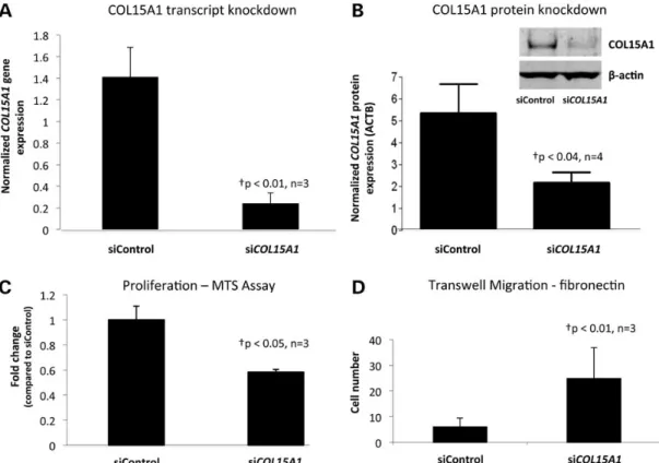 Figure 3. COL15A1 levels modify SMC phenotype. (A) Human AoSMCs (7F4356) were transfected with siCOL15A1 or siControl and the level of COL15A1 (A) gene expression normalized to Beta-2 Microglobulin (B2M) and (B) protein expression normalized to b-actin (AC