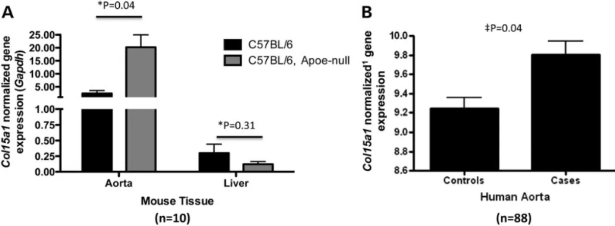 Figure 4. COL15A1expression increases with atherosclerosis. (A) Col15a1 mRNA levels were measured by RT-PCR in thoracic aorta or liver taken from wild type (C57/BL6) chow-fed mice (n ¼ 5) or Apoenull mice (n ¼ 5) after 13 weeks of a high fat Western diet f