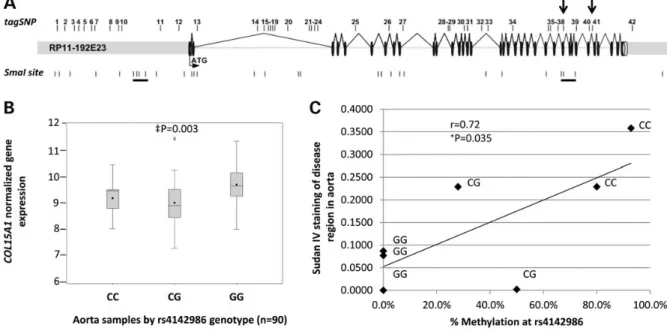 Figure 6. A genetic variant in COL15A1 is associated with atherosclerosis, leads to reduced COL15A1 gene expression in human aorta and its methylation state is correlated with disease