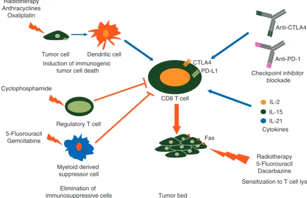 Figure 1. Molecular bases for the rationale to combine immunotherapy with anticancer agents
