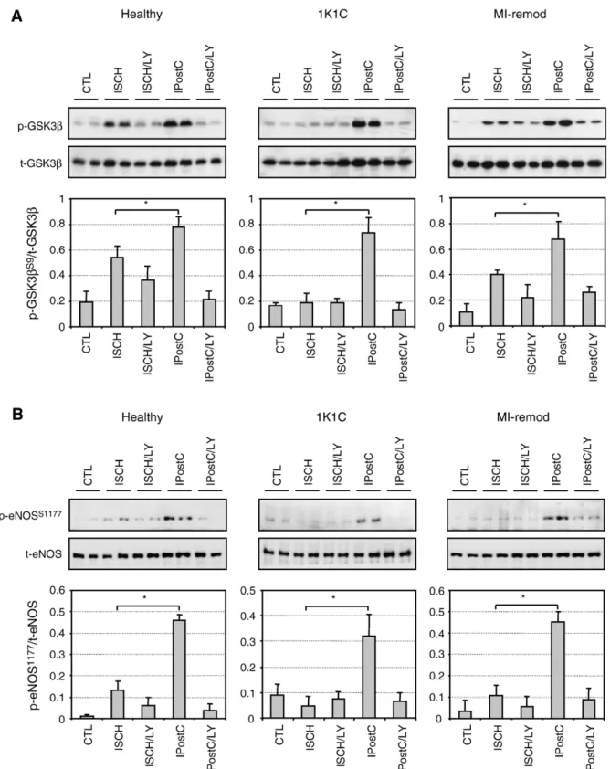 Fig. 4. Phosphorylation status of glycogen synthase kinase3 β (GSK3 β ) (panel A). Representative Western blots and average density ratio of p-GSK3 β S9 / total-GSK3 β 