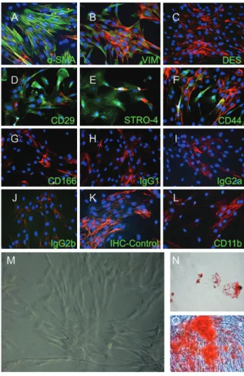Figure 2: Cell characterization and functionality assessment. A representative patch of ovine bone marrow mononuclear cells (BMMCs) was plated and  deriv-ing ovine bone marrow derived mesenchymal stem cells (oMSCs) were  charac-terized using immunohistoche