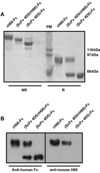 Fig. 2. SDS – PAGE and western blot analyses of the bifunctional protein (scFv 4D5/rH60)-Fc, in comparison with the two parental homodimeric proteins rH60-Fc and (scFv 4D5)-Fc