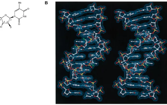 Figure 1. (A) Structure of 2′-deoxy-2′-fluoroarabinofuranosyl thymine. (B) The [d(CGCGAASSCGCG)] 2  structure in a ball-and-stick stereo representation in a 2F o –F c  electron density envelope at 1.55 Å resolution (blue, 1σ contour)