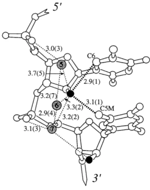 Figure 3. Ball-and-stick drawing illustrating the consensus water environment of the arabinose moiety of modified thymidines in the crystal structures of the SS and ST dodecamers
