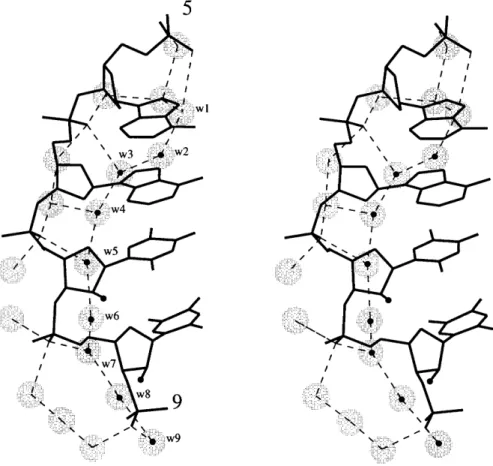 Figure 4.  Stereo drawing depicting the consensus hydration pattern along the border of the major groove and around O2P oxygen atoms in the central portions (residues labeled) of the SS and ST dodecamers structures as well as their all-DNA counterpart