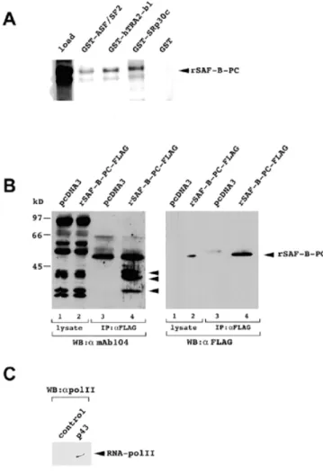 Figure 2.  (A) Interaction of rSAF-B-PC with splicing factors in yeast. The interaction was tested against SC35, SRp30c, SRp55, SRp75, htra2-beta-1, SmN, SRp40, SF2/ASF, U2AF-35 and pGBT9 with laminin as negative control