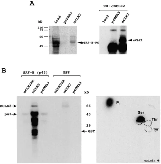 Figure 5. Phosphorylation of SAF-B. (A) mCLK2 or pcDNA3 (mock) were transiently overexpressed in 293 cells