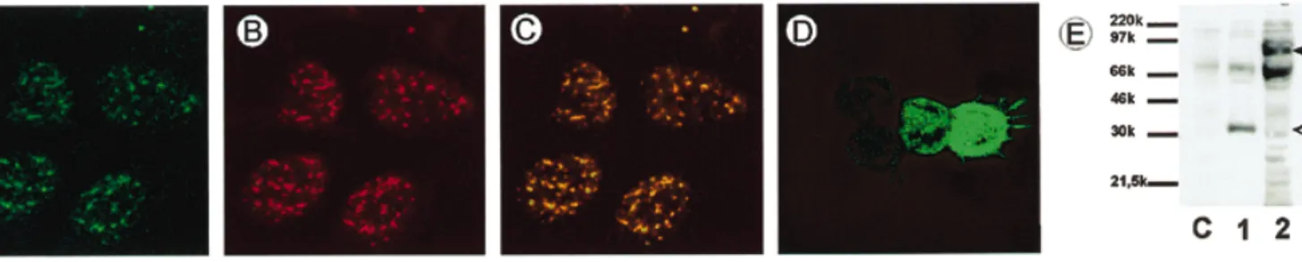 Figure 6. Intracellular distribution of rSAF-B. 293 cells were transiently transfected with EGFP-rSAF-B-PC, fixed and stained with anti-SC35 antibodies