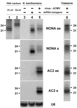 Figure 1. Comparison of siRNAs derived from the geminivirus ACMV and the dsRNA transgene in N.benthamiana and cassava RNA gel blot analysis of 20 mg total RNA prepared from young leaves of wild-type (lane 3) and dsRNA-transgenic (lane 4) N.benthamiana, or 